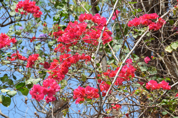 Blooming pink Bougainvillea flower (Bougainvillea Glabra). Selective Focus