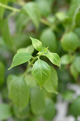 Bougainvillea Sanderiana leaves
