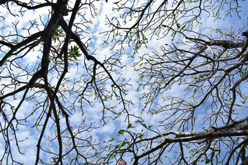Tree of Beautiful Pink plumeria flowers in the garden with blue sky background. Pink frangipani flowers on the tree. Low angle view