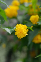 Double-flowered Japanese Kerria flower