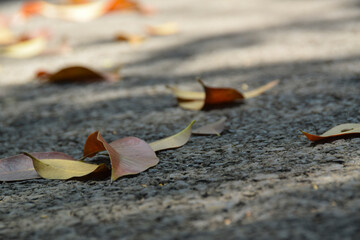 Close up Yellow leaves on asphalt. colorful leaves falling on the road. Autumn background. Selective Focus