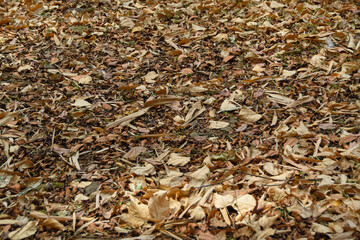 Autumn leaves. Falling leaves from trees. Natural autumn background. Dry leaves fall on the ground