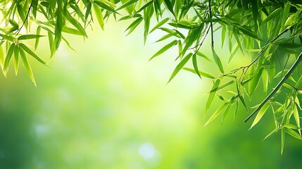 Close-up of Bamboo Leaves