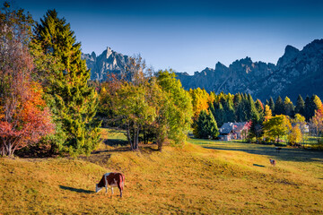 Sunny autumn view of pasture in Canali valley, Piereni location, Province of Trento, Italy, Europe....