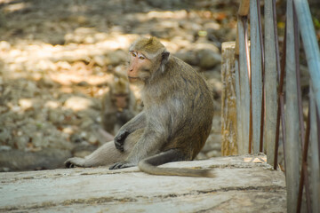 Macaca fascicularis (long-tailed monkey). Close up detail of long tailed monkey. Monkeys roam the national park
