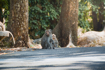 Macaca fascicularis (long-tailed monkey). Close up detail of long tailed monkey. Monkeys roam the national park