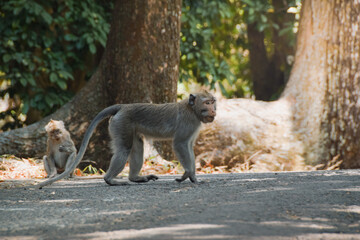 Macaca fascicularis (long-tailed monkey). Close up detail of long tailed monkey. Monkeys roam the...