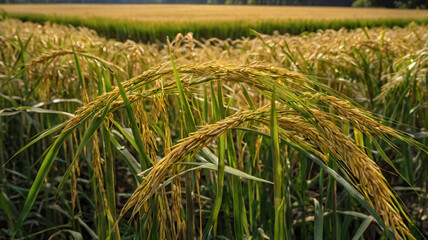 Mature Rice Grains Set Against a Backdrop of Lush Greenery, Golden Rice Grains Amidst Rich Green Vegetation