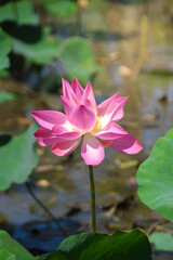 Obraz premium The Lotus in the Summer Lotus Pond. View of blooming lotus flower on blurred background