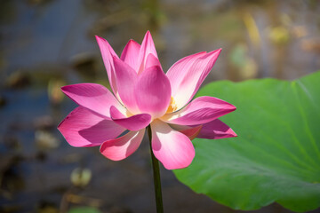 The Lotus in the Summer Lotus Pond. Lotus flower (Nelumbo, Nelumbo nucifera, Nelumbo komarovii).