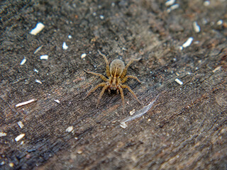 Spider Blending Color With Board