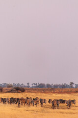 Telephoto shot of a large herd of Burchell's Plains zebras, Equus quagga burchelli, running on the...