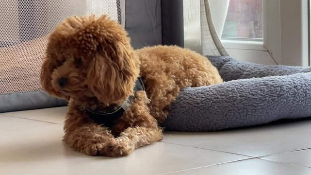 A small ginger curly poodle dog lies in the blue dog bed