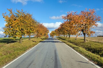 cherri trees alley, autumnal colored view