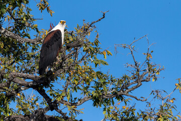 Telephoto shot of an African Fish Eagle - Haliaeetus vocifer- sitting in a tree in Chobe national park, Botswana.