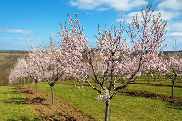 Naklejka premium spring view of a blossoming pink almond orchard