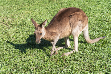 Tamed friendly wallaby kangaroo on the grass, Queensland, Australia.