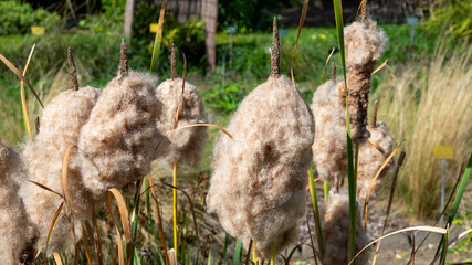 Dwarf bulrush ( Typha Minima, Least bulrush, Miniature cattail) of Typhaceae family.  