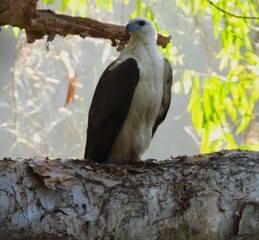 Sea eagle perched on a branch
