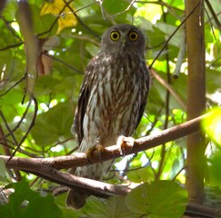 owl perched on a branch