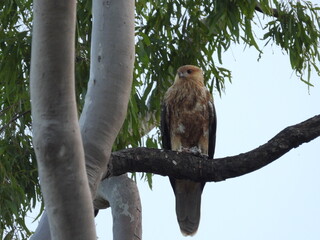 Whistling kite perched on a branch