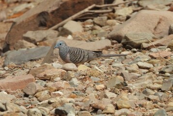 Peaceful dove on the ground