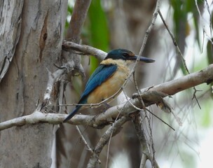 kingfisher on branch