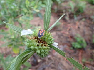 Horehound bug on a plant