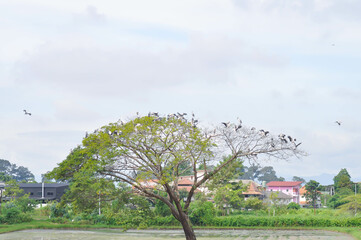 Rain tree or Samanea saman, LEGUMINOSAE MIMOSOIDEAE in the field or tree and paddy field