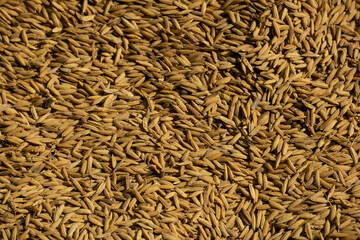 High-quality small rice seeds from Bangladesh. Background with golden grainy rice seeds.
