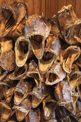 Mucchio di teste di merluzzo essiccate nelle Isole Lofoten in Norvegia.