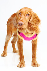 A beautiful golden Cocker Spaniel dog standing gracefully on a white background. The dog has a relaxed yet attentive posture, making this image perfect for use in pet care marketing, veterinary.