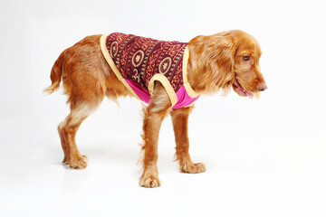 A beautiful golden Cocker Spaniel dog sitting gracefully on a white background. The dog has a relaxed yet attentive posture, making this image perfect for use in pet care marketing, veterinary clinic 