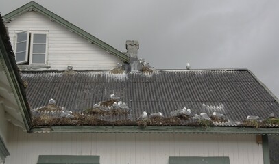 Fototapeta premium Gabbiani su un tetto di una casa caratteristica delle Isole Lofoten in Norvegia.