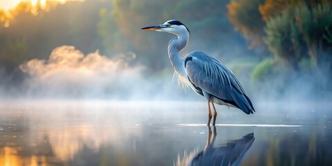 Naklejka premium A majestic grey heron stands serene amidst misty dawn waters, embodying patience, persistence, and wisdom, its majestic form exuding calm contemplation and poetic beauty.