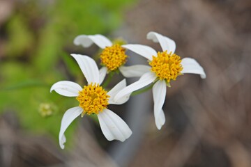 White cosmos flowers are blooming