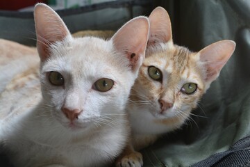 Two cats hugging each other, looking curiously at the camera.