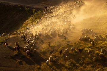 There is a flock of sheep grazing in the dust on the mountain, brown sheep, dust, there is a hazy...