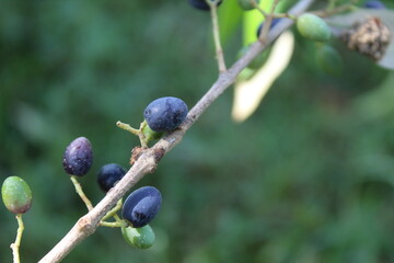 Olive fruits, Drup or Olea europaea