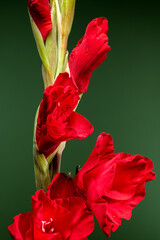 Blooming red gladiolus Oscar on a green background