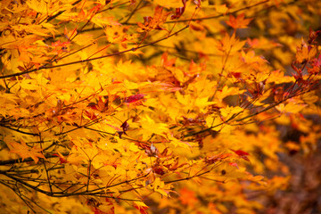 遠くからズームして撮影した紅葉