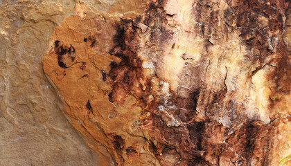 bark of a tree