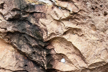 bark of a tree