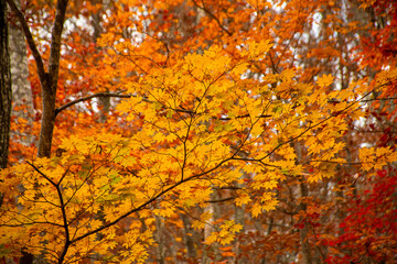 紅葉した森
