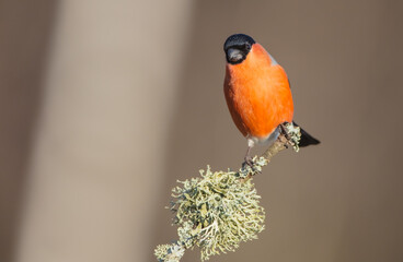 Eurasian Bullfinch - male at a wet forest in spring