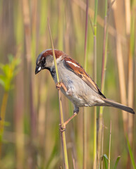 House sparrow - male bird in spring