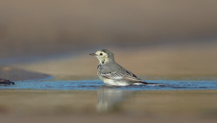 The White Wagtail - adult bird at a seashore on the autumn migration way