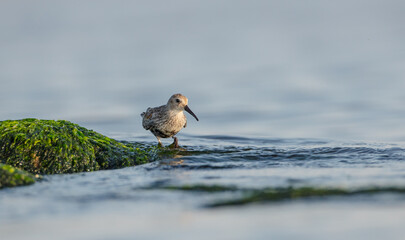 Dunlin - at a seashore on the autumn migration way