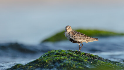 Dunlin - at a seashore on the autumn migration way
