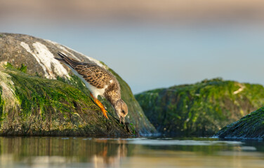 Ruddy Turnstone -  at the sea shore on autumn migration way